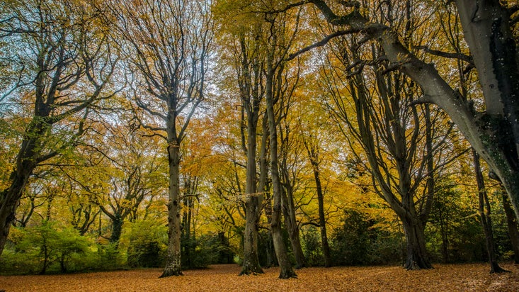 Back-lit trees in autumn gives Borthwood Copse a yellow glow